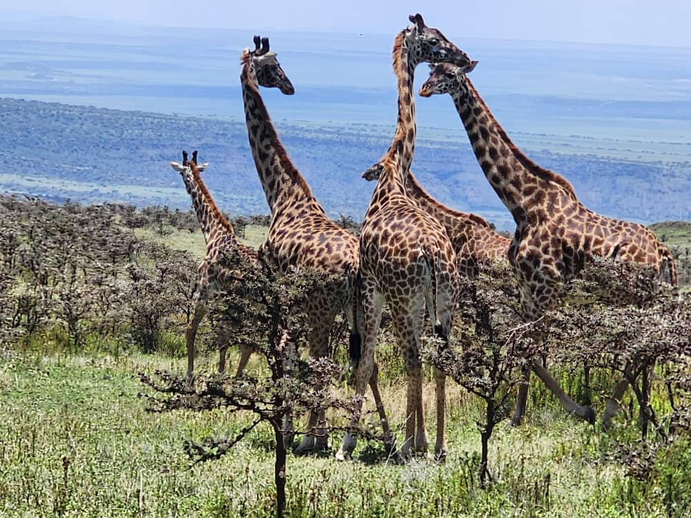 Luxury Accommodation